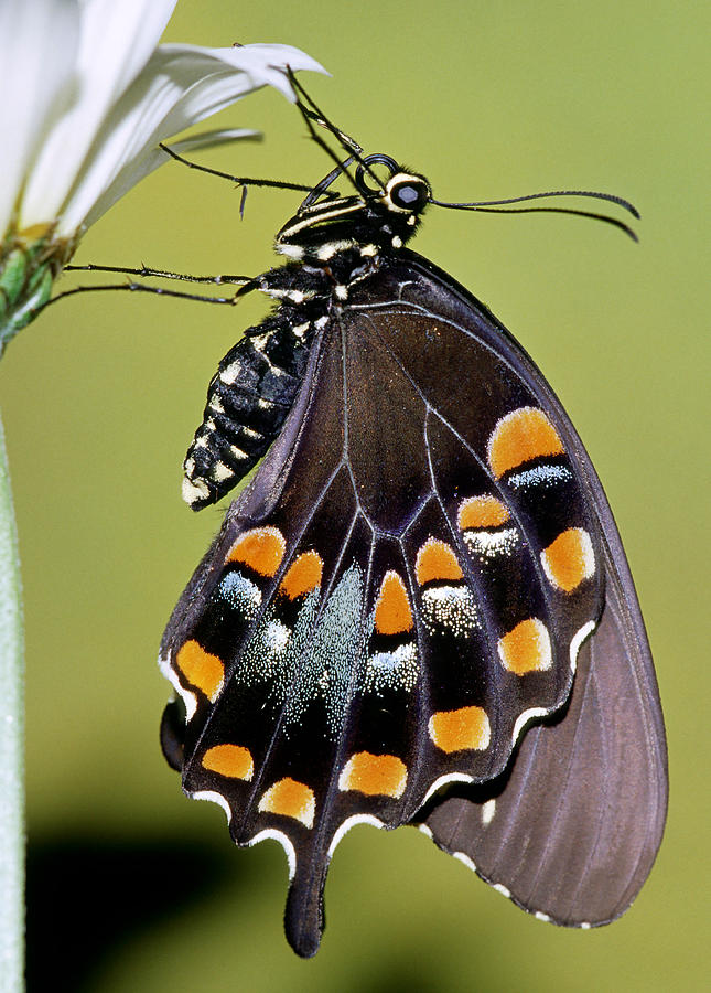 Spicebush Swallowtail Butterfly #13 Photograph by Millard H. Sharp