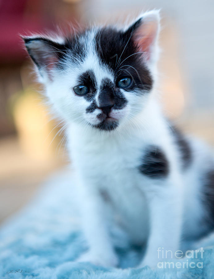 Katze Photograph - Spotted Black and White Kitten #9 by Iris Richardson