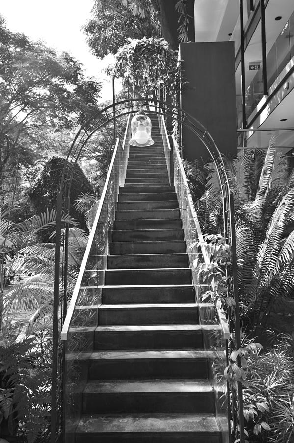 Tree Photograph - Staircase leading to a higher level in Siloso Hotel in Sentosa #13 by Ashish Agarwal