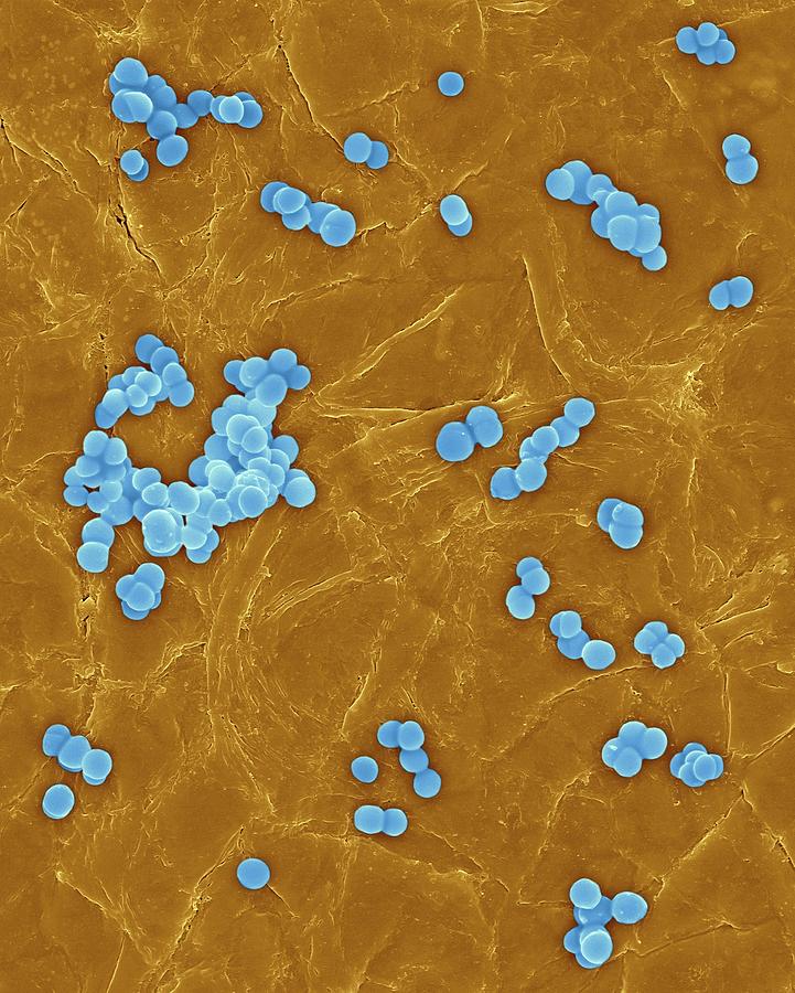 Staphylococcus Microscope