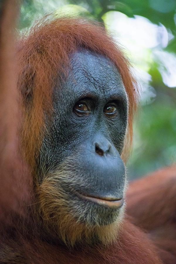 Wildlife Photograph - Sumatran Orangutan #13 by Scubazoo