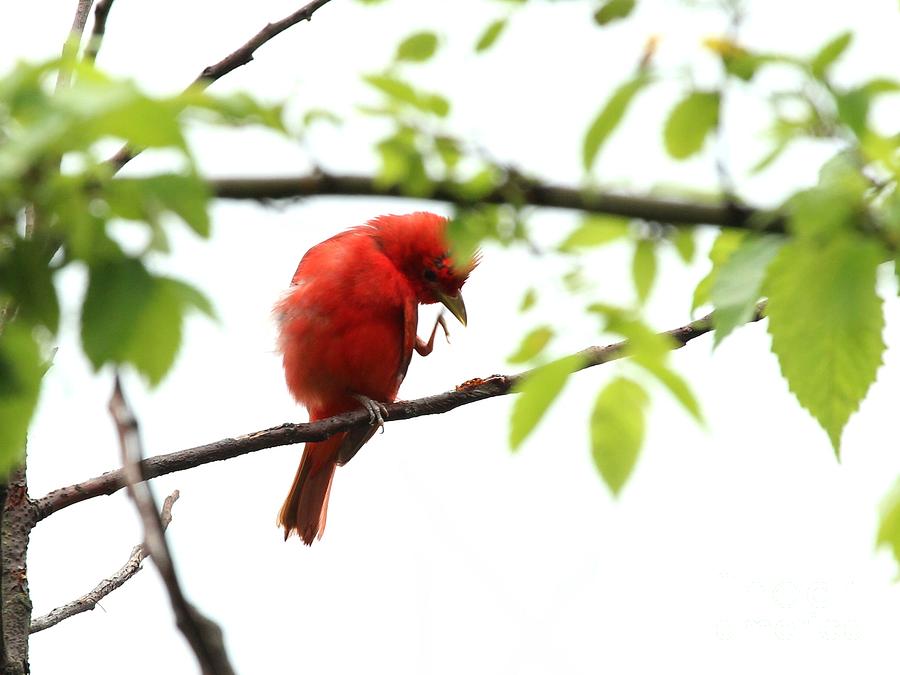 Summer Tanager #13 Photograph by Jack R Brock