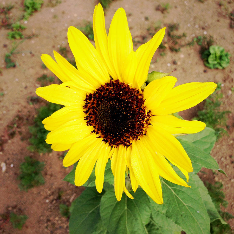 Spring Photograph - Sunflower #13 by Les Cunliffe