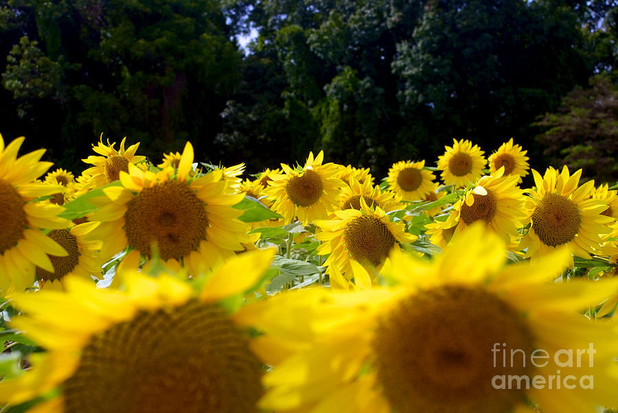 Sunflower #13 Photograph by Mark Dodd