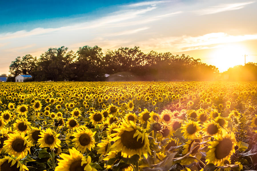 Flower Photograph - Sun Setting over the Sunflower Farm by Melinda Ledsome