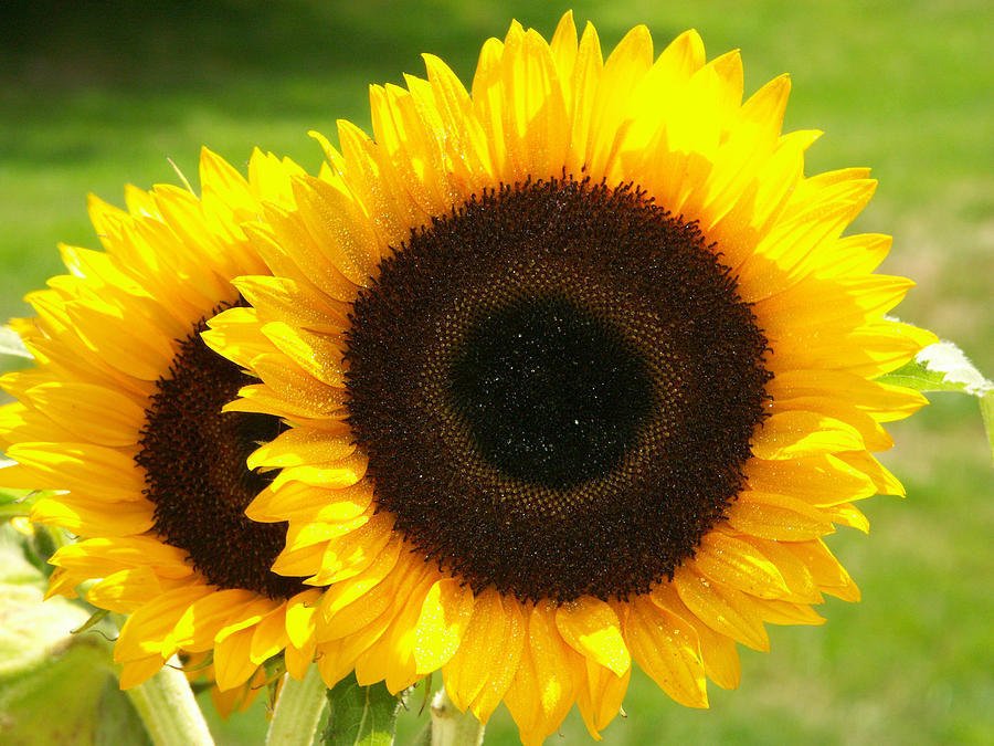 Sunflowers #13 Photograph by Bonnie Sue Rauch