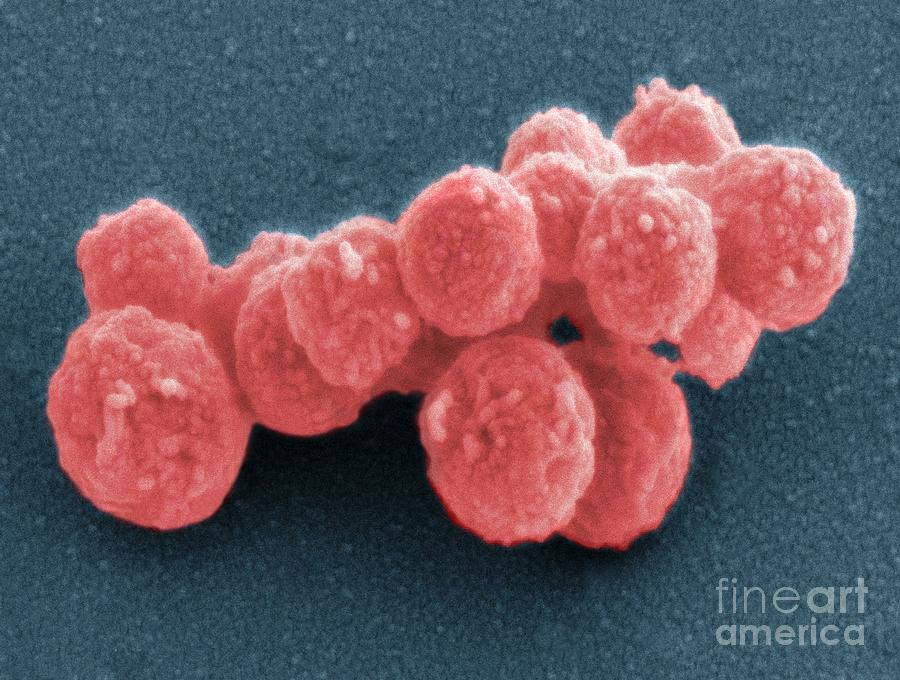 Synthetic Mycoplasma Bacteria, Sem Photograph by Thomas Deerinck, NCMIR