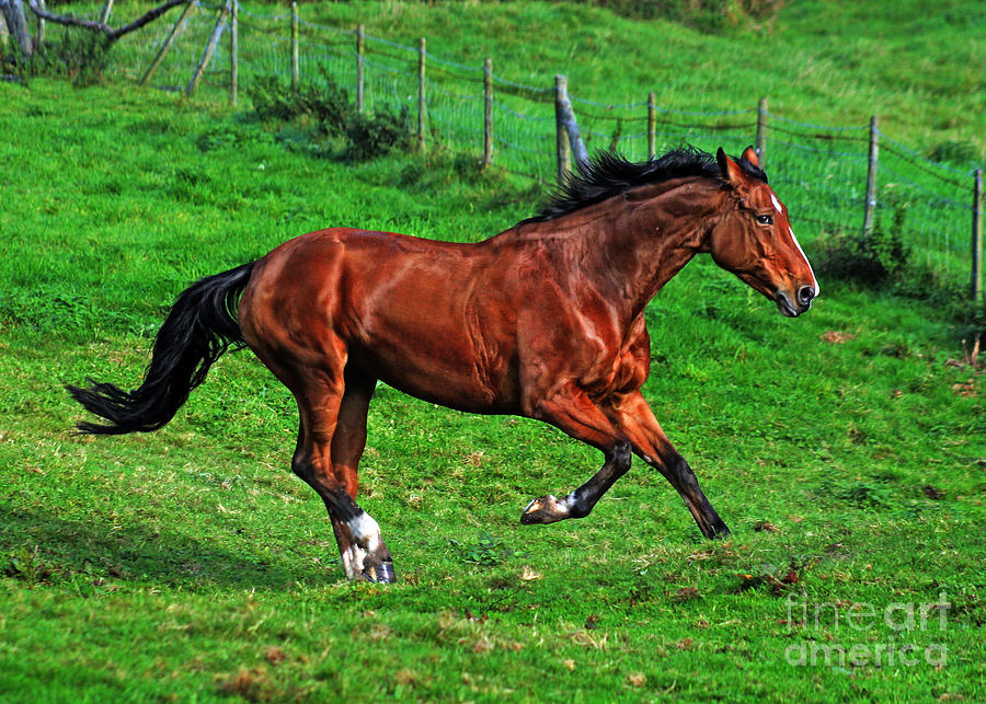 Horse Photograph - The Bay Horse  #13 by Ang El