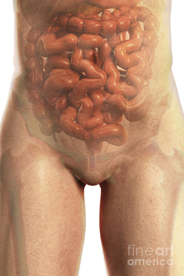 Abdominal Photograph - The Digestive System #13 by Science Picture Co