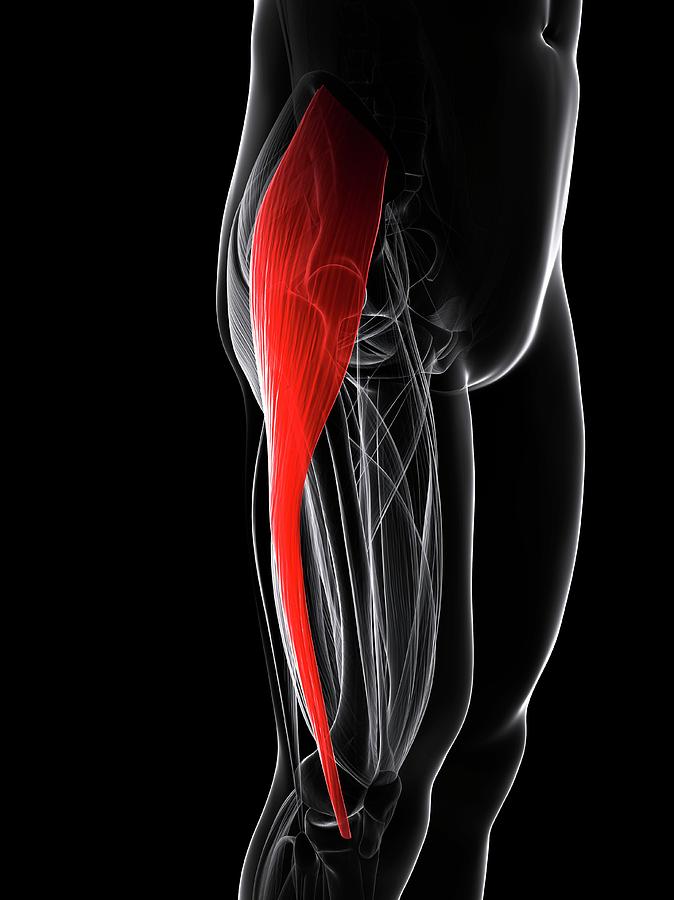 Thigh Muscle #13 Photograph by Sciepro/science Photo Library - Pixels