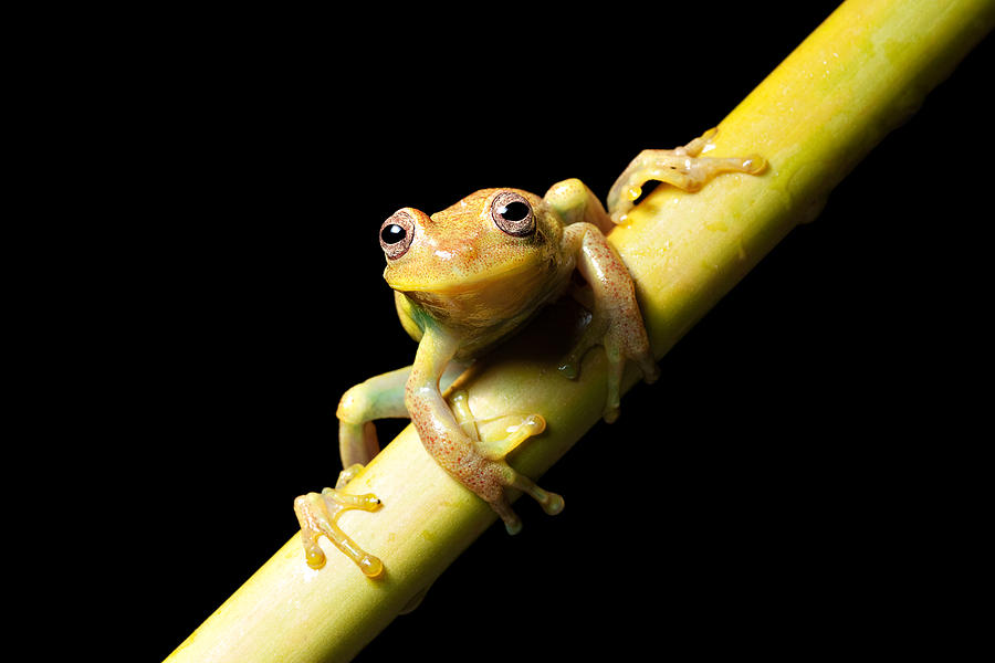 Jungle Photograph - Tree Frog #13 by Dirk Ercken