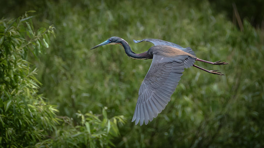 Tricolored Heron #13 Photograph by Bill Martin