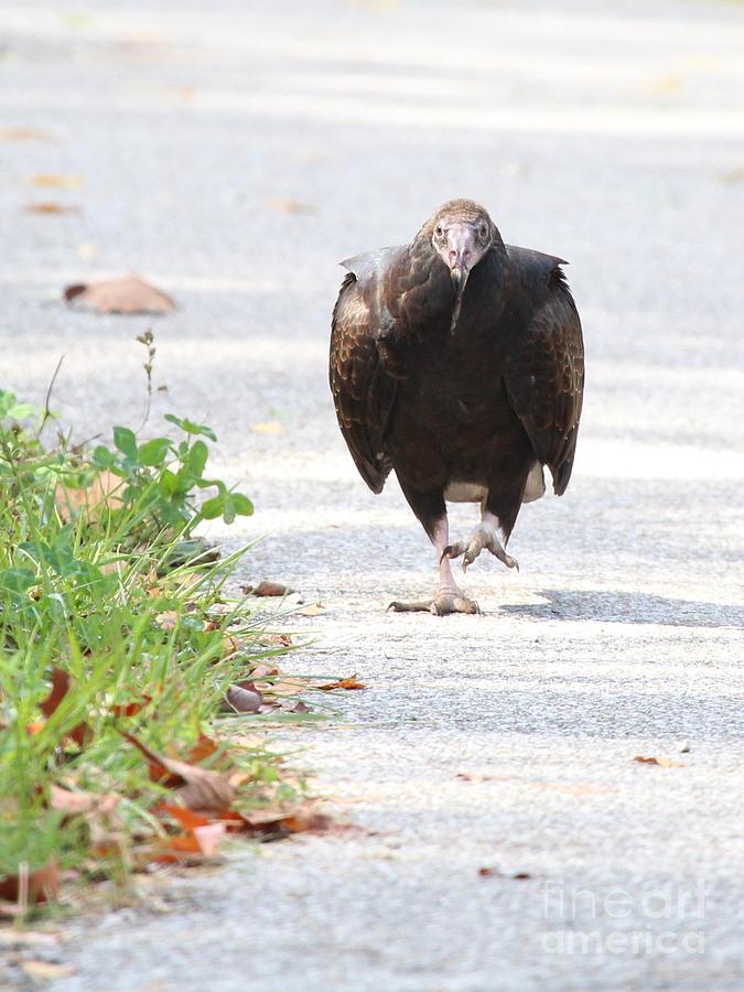 Turkey Vulture #13 Photograph by Jack R Brock