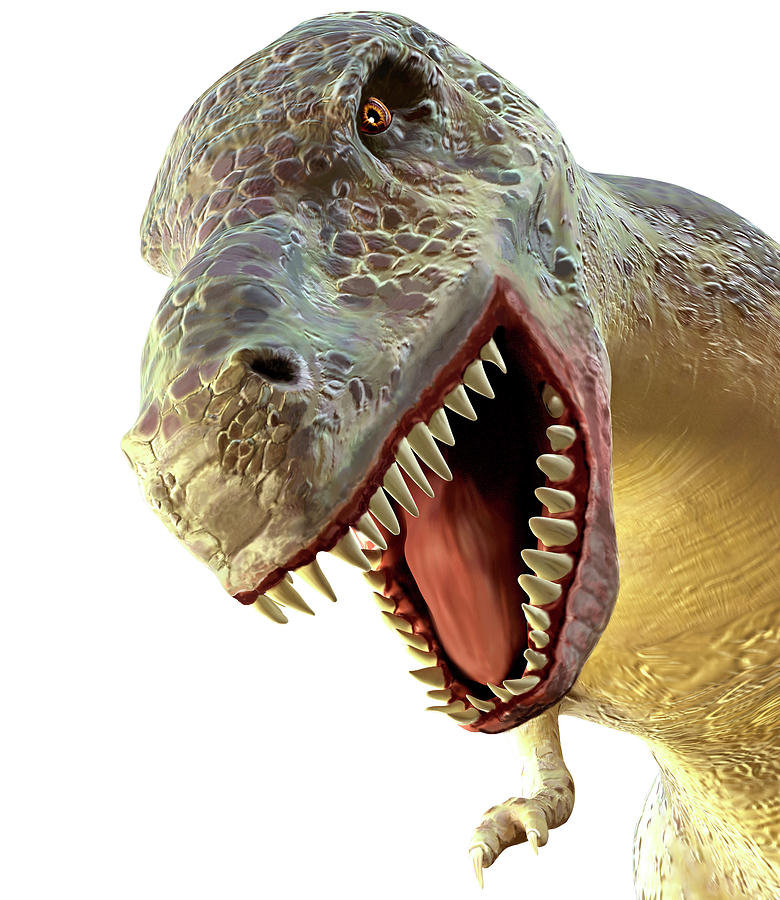 Tyrannosaurus Rex Dinosaur #13 Photograph by Roger Harris