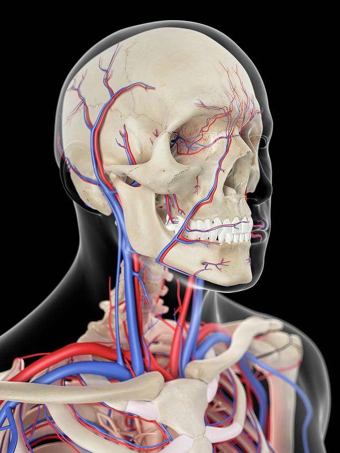Vascular System Of Head #13 Photograph by Sebastian Kaulitzki/science Photo Library