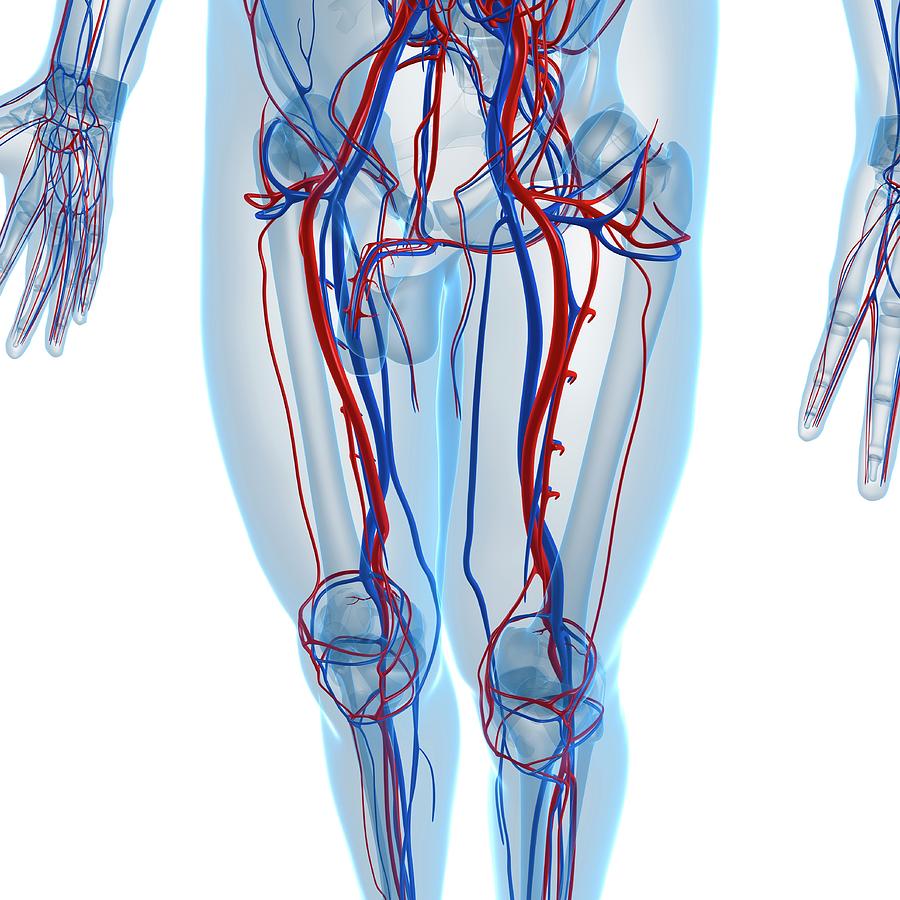 Vascular System Photograph by Sciepro/science Photo Library - Fine Art ...