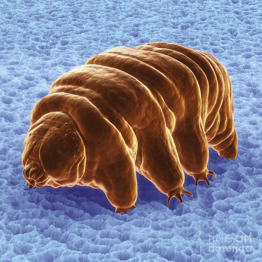 Animal Photograph - Water Bear Tardigrades #13 by Science Picture Co
