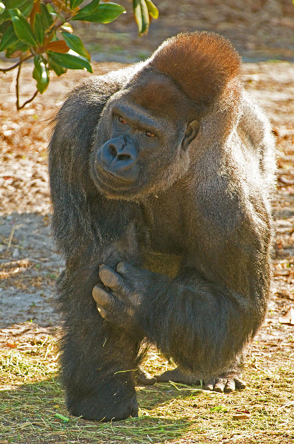 Western Lowland Gorilla Male #13 Photograph by Millard H. Sharp