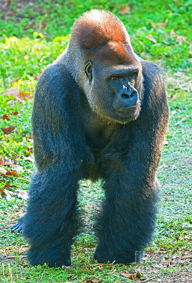 Western Lowland Gorilla #13 Photograph by Millard H. Sharp