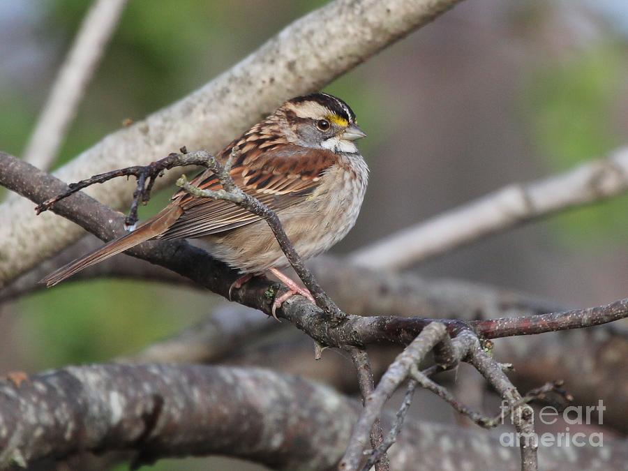 White-throated Sparrow #13 Photograph by Jack R Brock