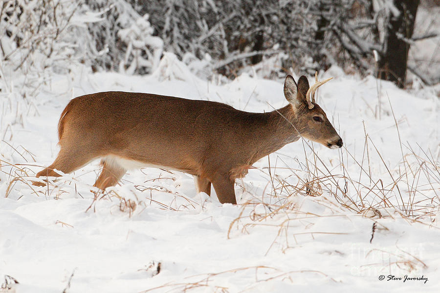 Whitetail Deer #13 Photograph by Steve Javorsky