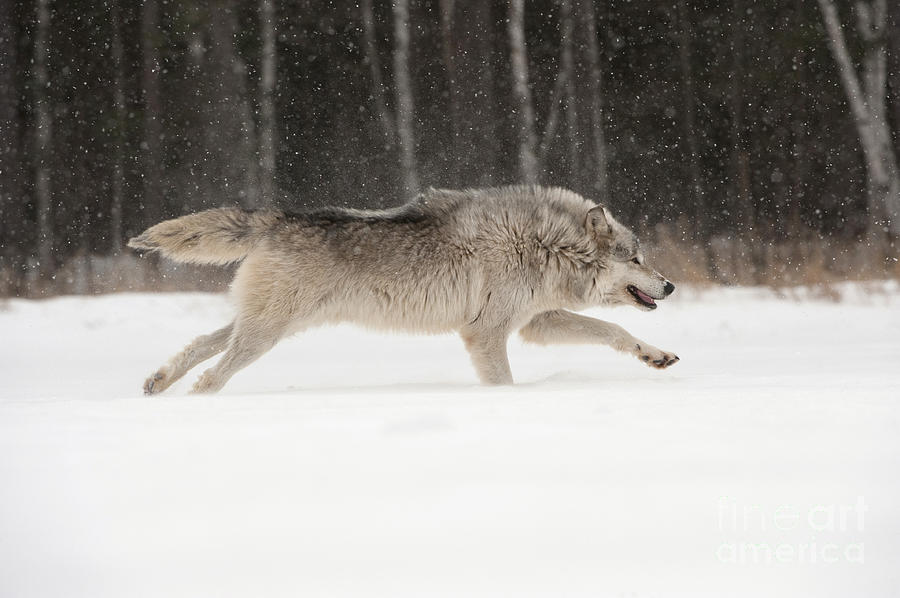 Wolf In Winter #13 Photograph by John Shaw