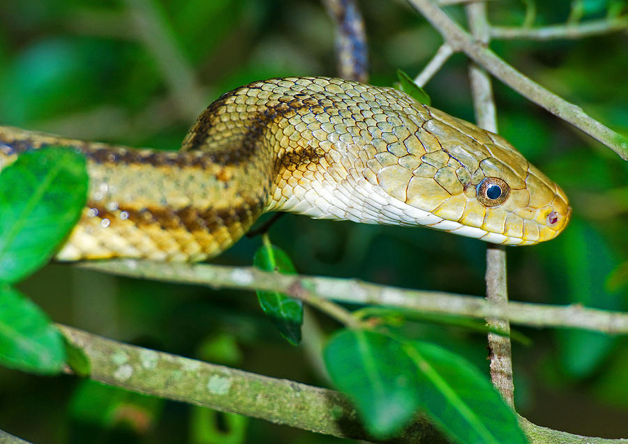 Yellow Rat Snake Photograph by Millard H. Sharp - Pixels