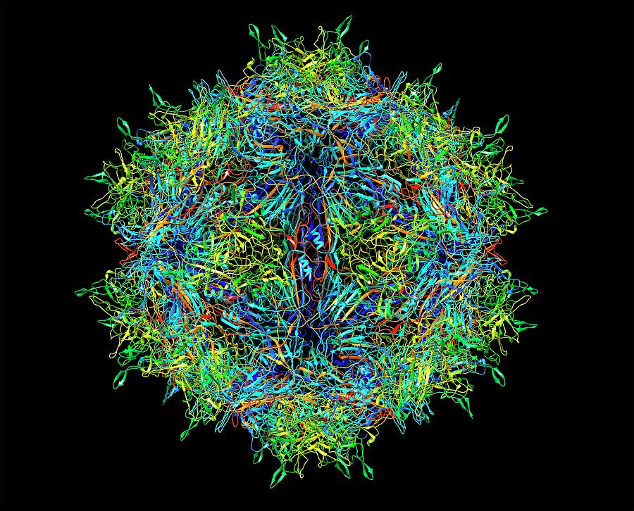 Zika Virus Photograph by Alfred Pasieka - Fine Art America