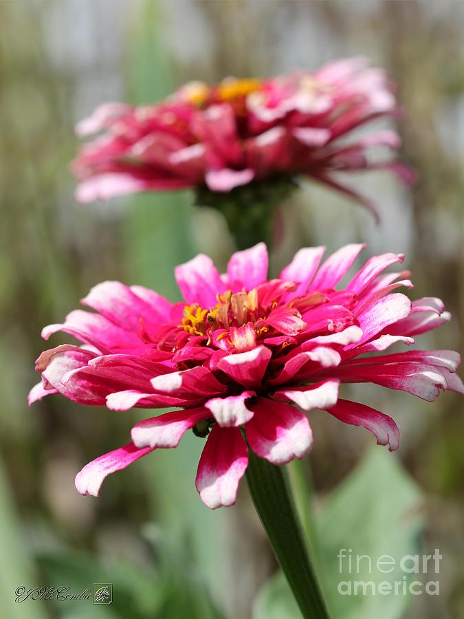 Flower Photograph - Zinnia from the Whirlygig Mix #20 by J McCombie
