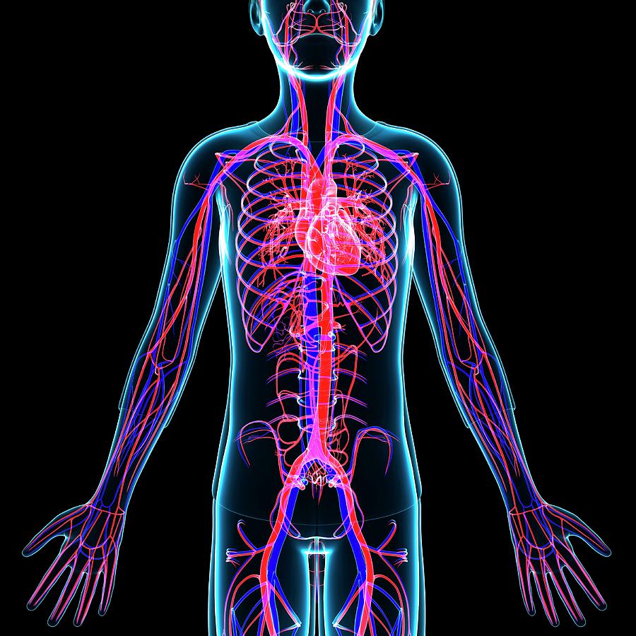 Cardiovascular System #130 Photograph by Pixologicstudio/science Photo ...