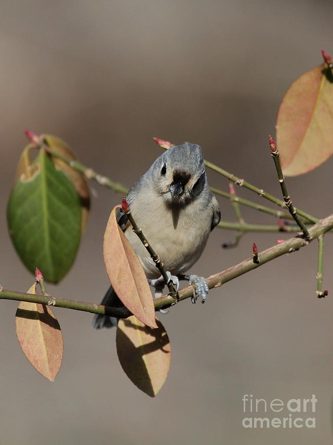 Tufted Titmouse #130 Photograph by Jack R Brock
