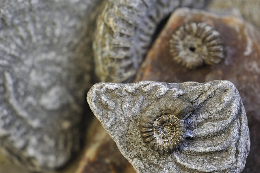 Ammonite Fossils Photograph by Arterra Picture Library