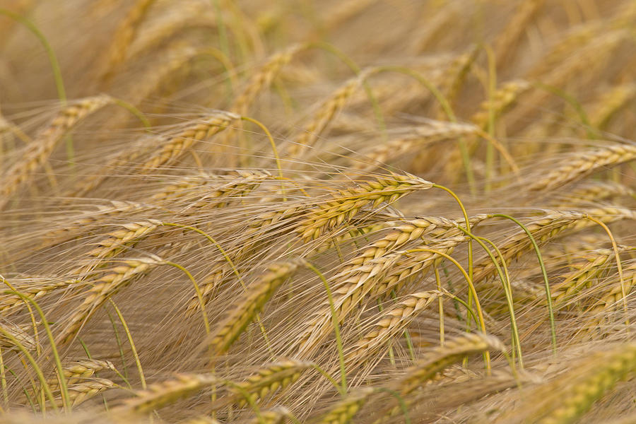 Barley Field Photograph by Arterra Picture Library