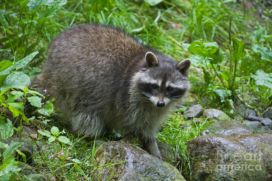 Raccoon in Forest Photograph by Arterra Picture Library - Pixels