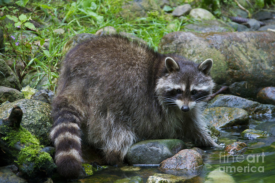 Raccoon in Creek Photograph by Arterra Picture Library - Fine Art America