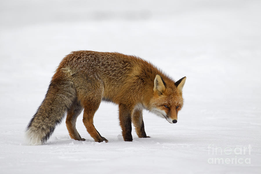 Red Fox in Winter Photograph by Arterra Picture Library