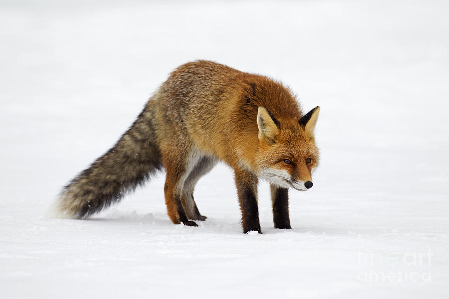 Red Fox Hunting in Winter Photograph by Arterra Picture Library