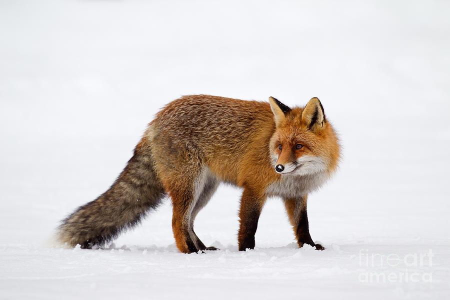 Red Fox Hunting in the Snow Photograph by Arterra Picture Library