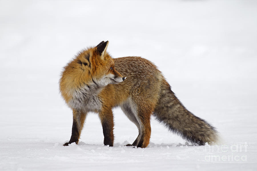 Red Fox in the Snow Photograph by Arterra Picture Library