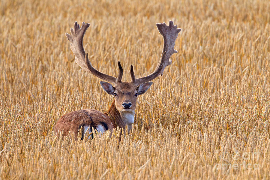 Fallow Deer Buck in Wheat Field #1 Photograph by Arterra Picture Library
