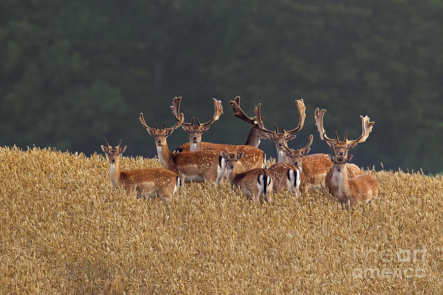 Fallow Deer Bucks Photograph by Arterra Picture Library