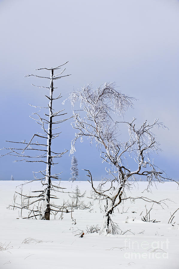 Winter Photograph - 130201p331 by Arterra Picture Library