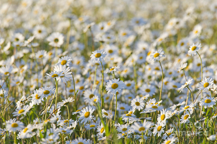 Daisy Photograph - 130215p281 by Arterra Picture Library