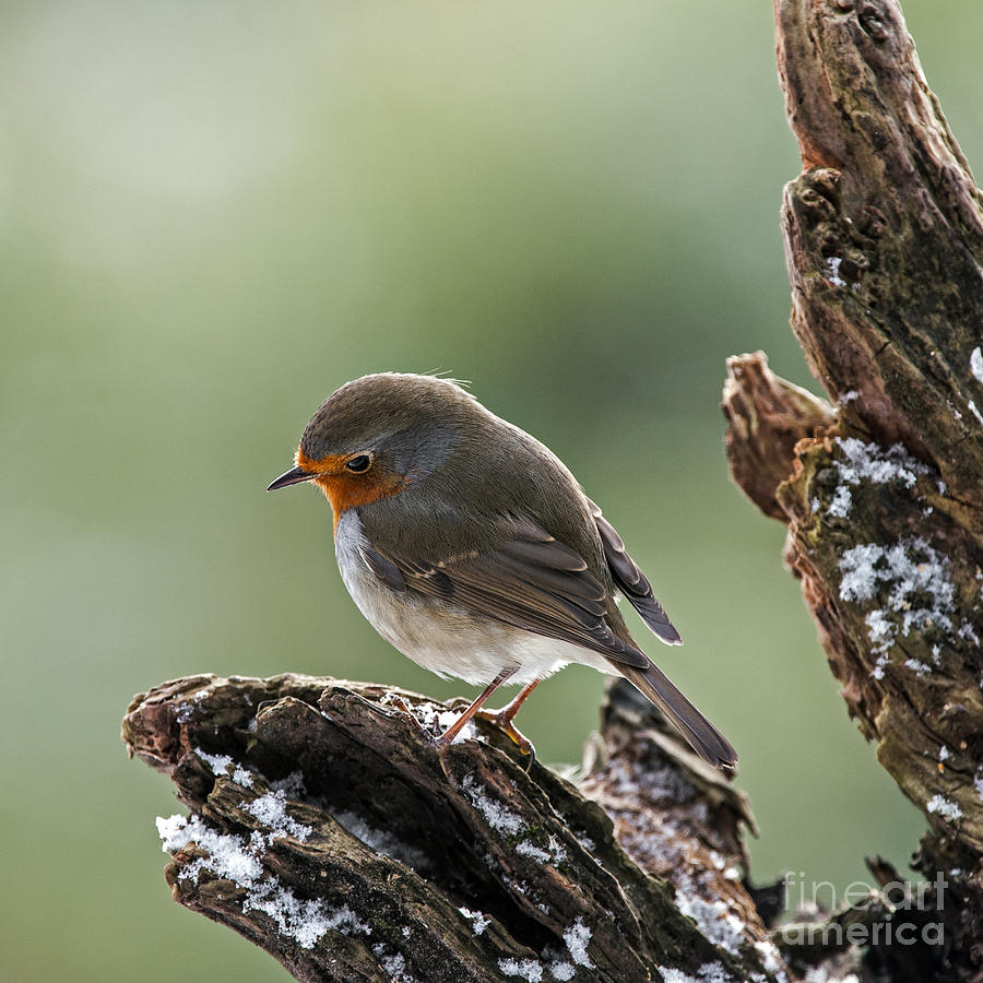 European Robin Photograph by Arterra Picture Library