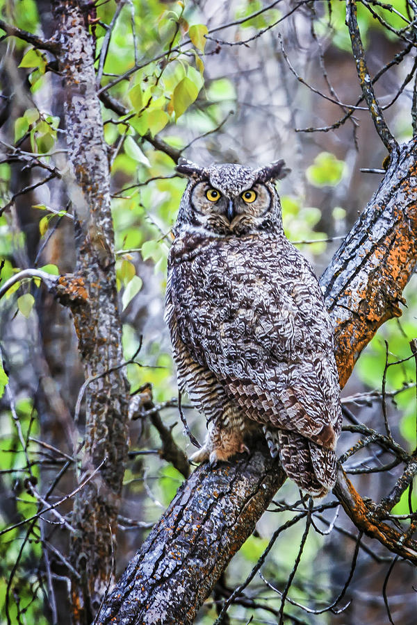 130518a-443 Great Horned Owl Photograph by Albert Seger