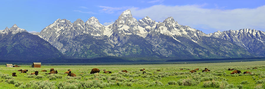 Bison In The Tetons Photograph by Walt Sterneman