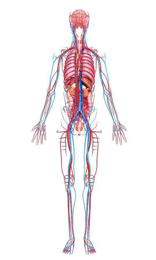 Female Anatomy #1309 By Pixologicstudio Science Photo Library