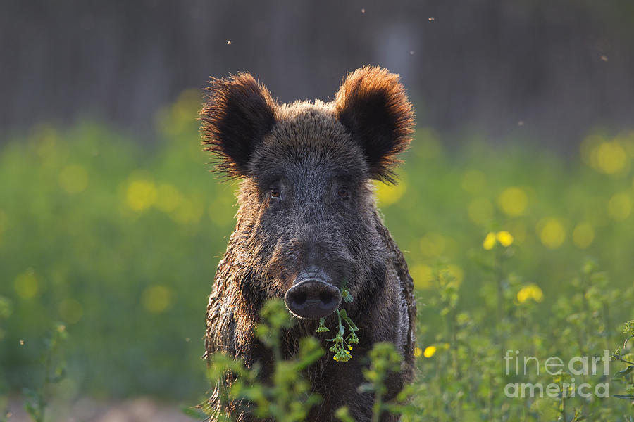 Pig Photograph - 130901p341 by Arterra Picture Library