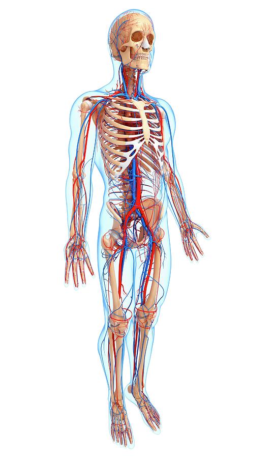 Cardiovascular System Photograph by Pixologicstudio/science Photo ...