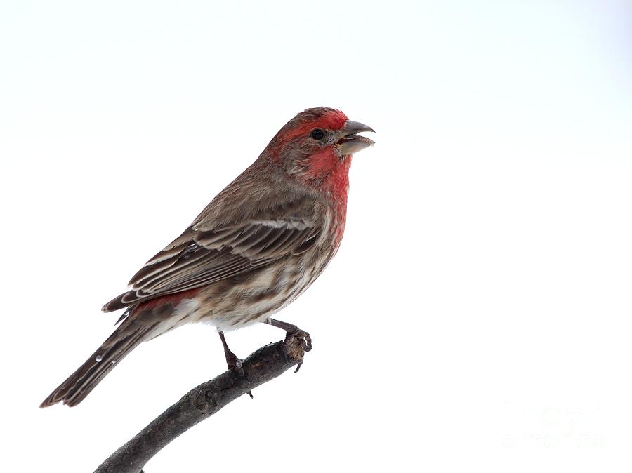 House Finch #131 Photograph by Jack R Brock